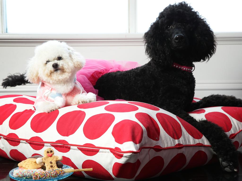 Dior (big dog) and Oscar are very pampered. Their Mum owns Pooches on Pakington which sells designer pet accesories. New research has shown how much people are spending on their pets. Picture: Peter Ristevski