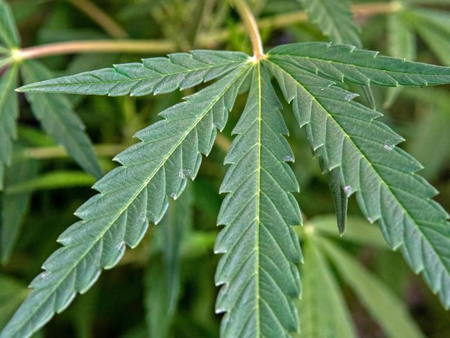 View of a cannabis plant to be used with medicinal purposes at the Tissue Culture Laboratory of Los Diamantes Experimental Station of the Costa Rican Ministry of Agriculture, in Guapiles, Costa Rica, on December 4, 2020. - In 2018, Costa Rican Rodrigo Martin was diagnosed with head cancer that caused problems in his right eye. Martin's cancer metastasized and the various oncologists who evaluated him agreed that he had three to six months to live. More than two years later, Martin is convinced that he is alive due to the medicinal cannabis he takes every day. (Photo by Ezequiel BECERRA / AFP)