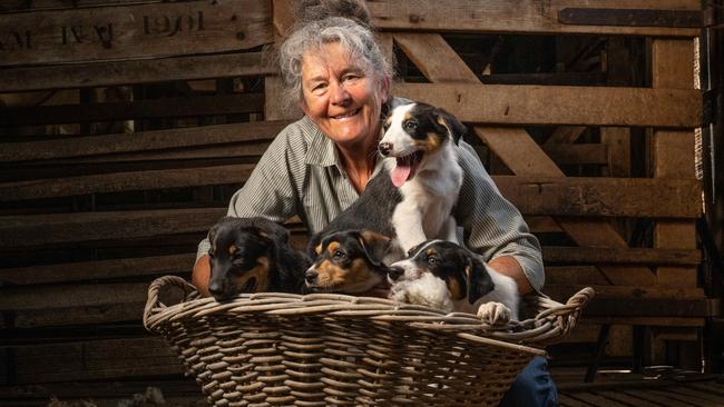 Jill Stewart with her sheep dog puppies ahead of the annual Deans Marsh Sheep Dog trials. Picture: Brad Fleet