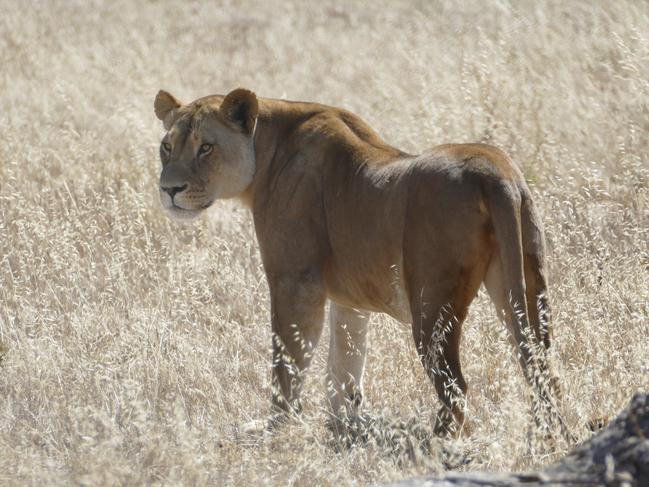 Lioness Husani will give birth to cubs in a few weeks. Picture: ZoosSA