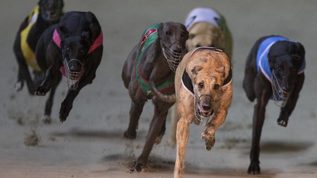 Could greyhounds bring down a Premier?