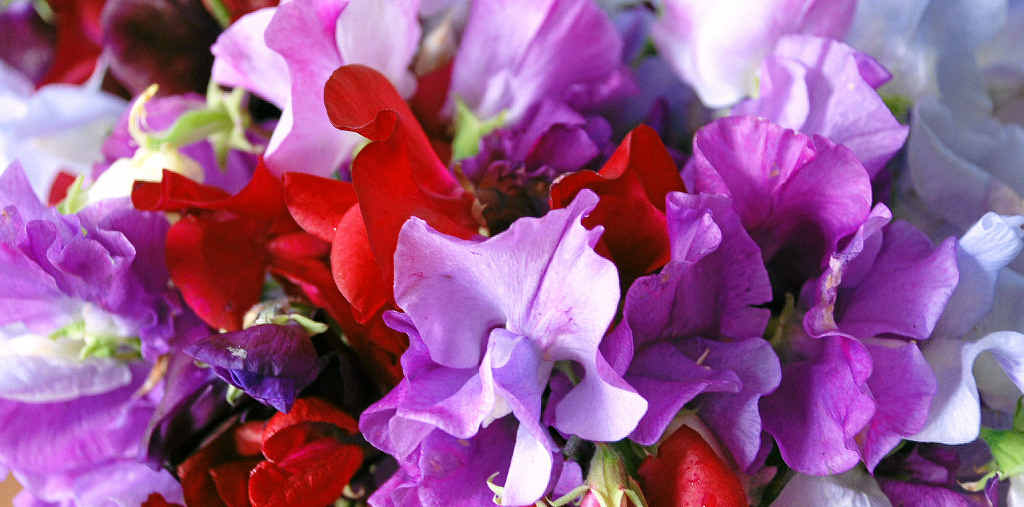 are sweet peas flower safe for dogs