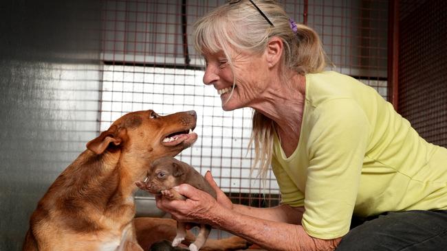 Dawn Jones with kelpie Mumma, who has six new pups to look after. Picture: Dean Martin