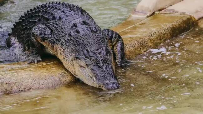 Research reveals sounds crocodiles make to get frisky