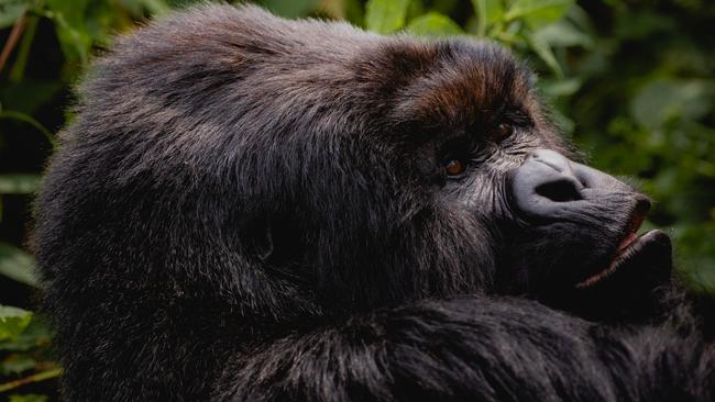 Macho silverback Marambo, who has a harem of nine. Picture: Andrew Urwin