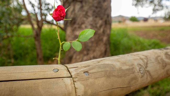 A rose near the site of a possible child drowning at Greentree Blvd, Paralowie. Picture: Ben Clark