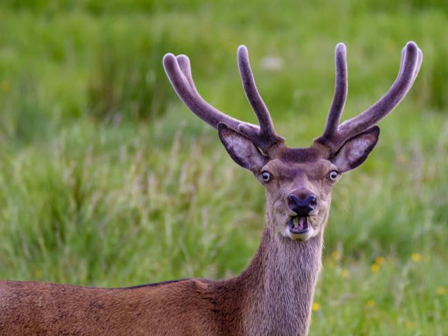 Comedy Wildlife Photography Award Finalist: A deer with an alarming expression on its face. Picture: Rab Adamson / CWPA / Barcroft Images