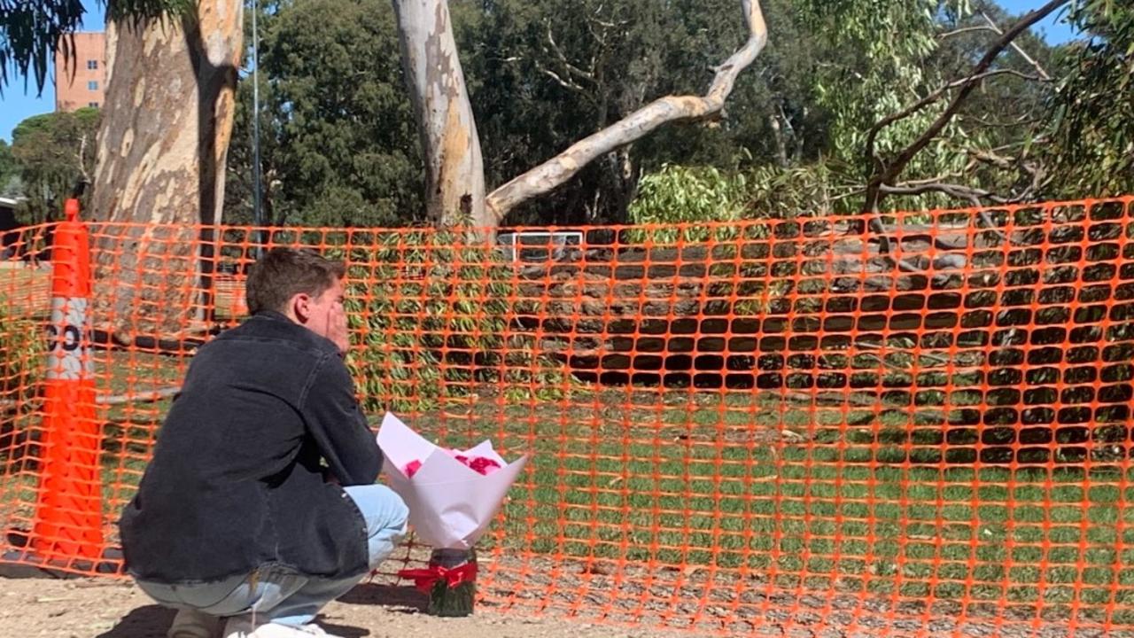 A man mourning the death of a young woman who was killed by a falling tree branch in North Adelaide. Picture: George Yankovich