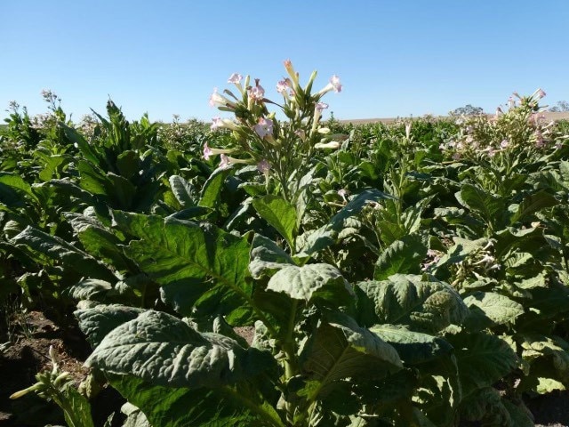 **EMBARGOED UNTIL 12.01am MARCH 8, 2021** KYALITE, Wednesday, March 3, 2021., A massive crop of illegal tobacco was discovered at Kyalite, NSW, last Wednesday, The illegal Kyalite farm had a total street value of $36 million, Illegal tobacco plants look similar to cabbage or kale, but often with pink flowers  Picture: AFP