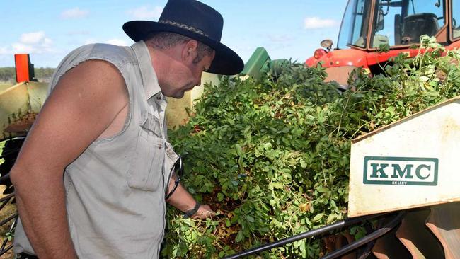 Darryn Crumpton inspecting his next peanut crop. Picture: Madeline Grace