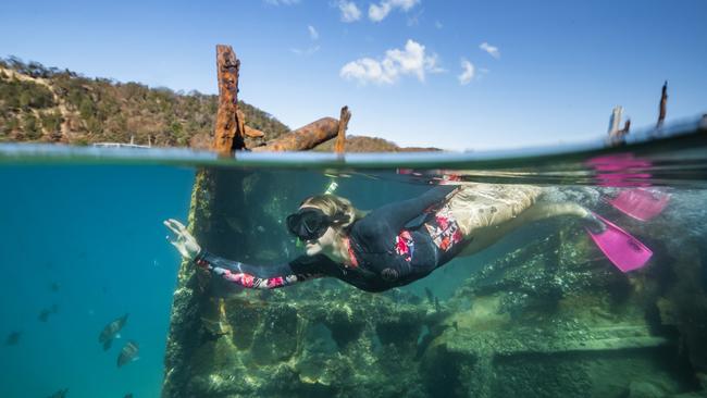 Snorkelling on the wrecks at Tangalooma. Picture: Lachie Millard