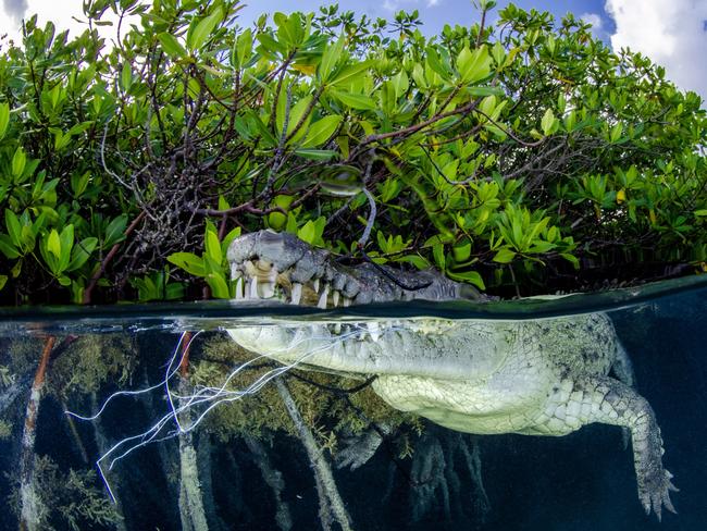 In The Gulf of Ana Maria in Cuba, this mangrove-dwelling American saltwater crocodile was spotted with its mouth tangled in nylon rope. Picture: Yordanis Mendez Segura