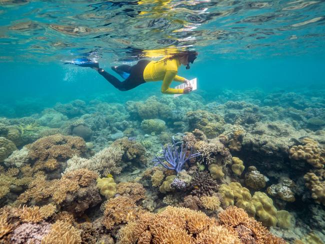 TTNQ's image of a diver in the Great Barrier Reef. Photo: supplied