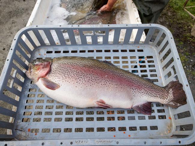 GOULBURN REGION, JUNE 22, 2023: Workers at Goulburn River Trout, Alexandra, strip eggs from Rainbow Trout for breeding. During the October 2022 floods Goulburn River Trout lost vast quantities of fish. Picture: Mark Stewart