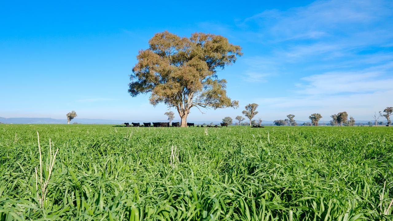 Water is provided by two bores which reticulate water through the front half of the property, and 22 surface dams at the back half.