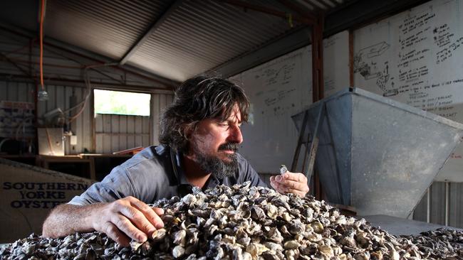 Paul Dee with some juvenile oysters at Southern Yorke Oysters at Stansbury.
