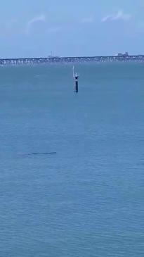 Massive crocodile caught swimming in Harbour