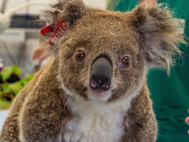 Ember the koala recovering at Currumbin Wildlife Hospital after being rescued by Friends of the Koala at Whiporie. Picture: Currumbin Wildlife Hospital