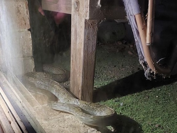 A large carpet python hangs out by this family's door at Walligan, near Hervey Bay. PHOTO: Courtney Warren.