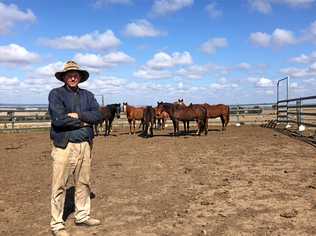 BROKEN SYSTEM: Guluguba grazier Ian Staines is worried about a potential cattle tick infestation after three cattle came off a truck and escaped into the Barakula Forest. Picture: Jacinta Cummins