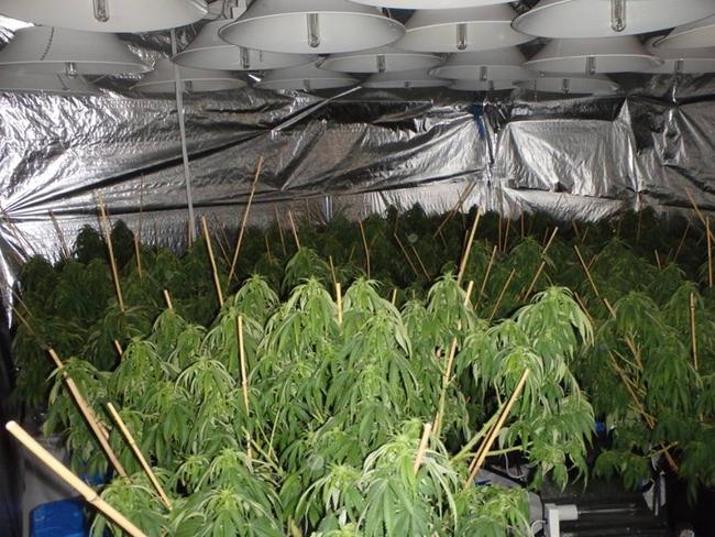 A shot of the cannabis plants inside the Roseville house during police raids. Picture: Police