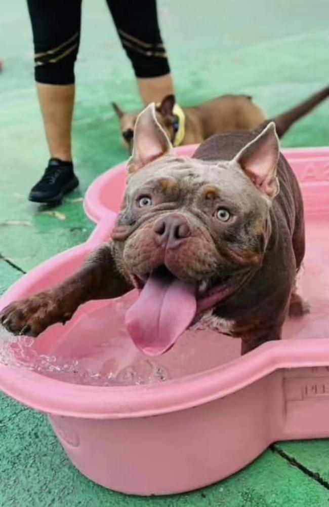 Ralph: Shelby Fitzgerald's 1 year old Staffy X