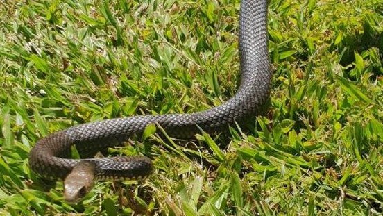 Second eastern brown snake found at Main Beach. Picture: Gold Coast and Brisbane Snake Catchers