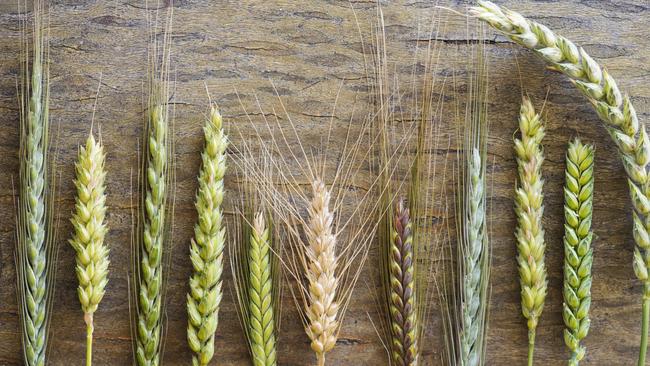 Heads up: Heritage wheat, spelt, emmer and khorasan grown by Betsy and Greg Evans on their property at Mirboo North.