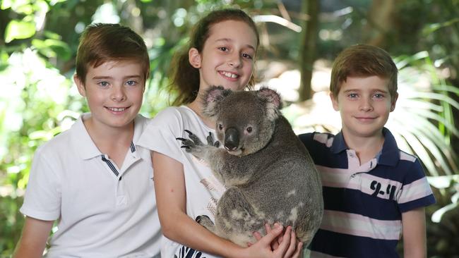 Noah Davis, 11, Lucy Lane, 11, and Jonah Davis, 8, with a koala at Lone Pine. Picture: Annette Dew