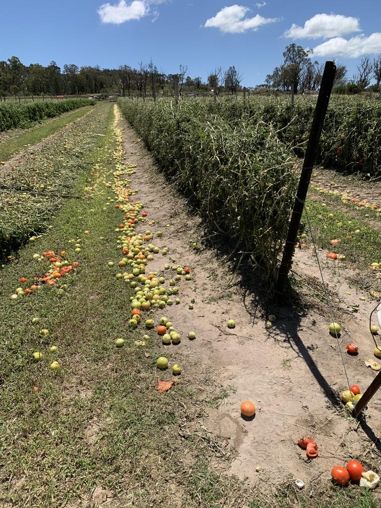 The loss of tomato crops at Simon Gasparin's property at Dalcouth have cost the family farmer thousands of dollars in unharvested produce (Photo: James Lister MP)