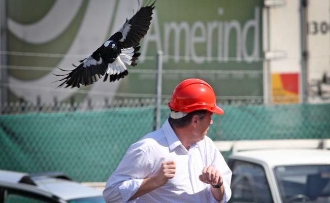 Magpie nesting season has started in the Tweed. Picture: Blainey Woodham