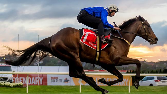 Winx shown doing track work in Janine Hosking’s film A Horse Named Winx.