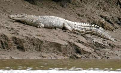 Rangers have regularly sighted the Mary River crocodiles closer to Maryborough. Picture: Contributed