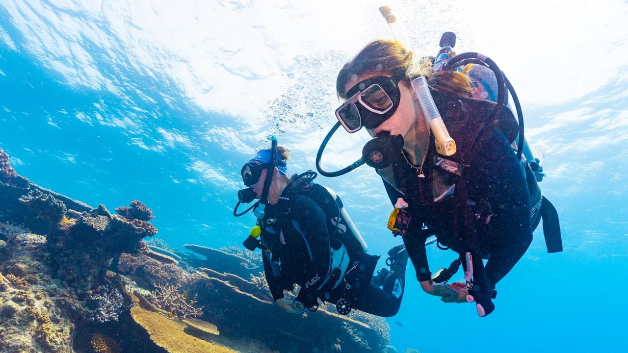 Take a trip to the reef with Adrenalin Snorkel and Dive.