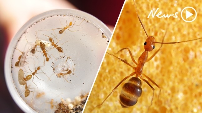 Yellow crazy ants are causing serious injuries