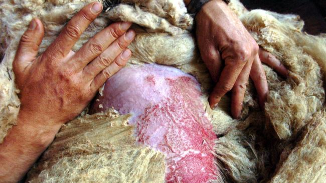 Sterile flies would reduce attacks like this sheep has suffered - the red patches of skin have been eaten by maggots. Picture: Lyndon Mechielsen