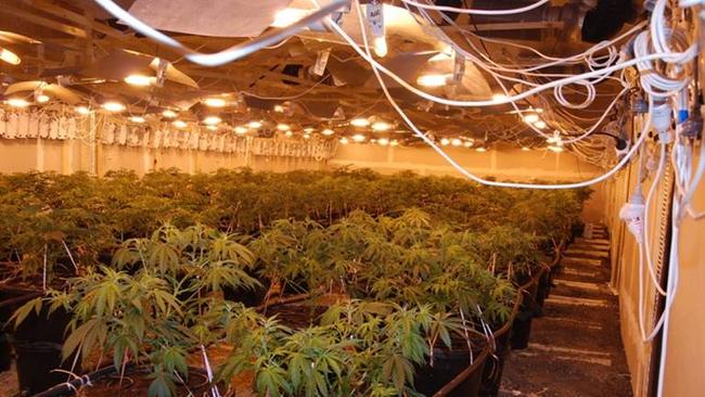 An image from Victoria Police showing plants in a crop house.