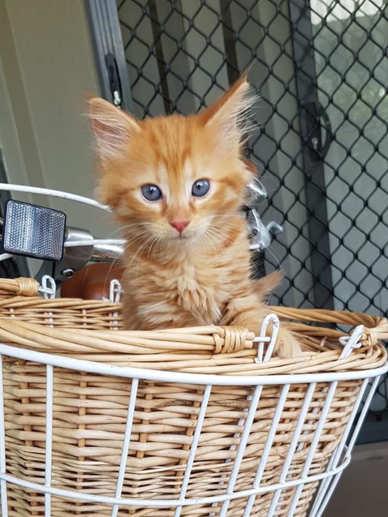  Peaches. Picture: Nakita Clancy. Cutest cats in Pine Rivers.