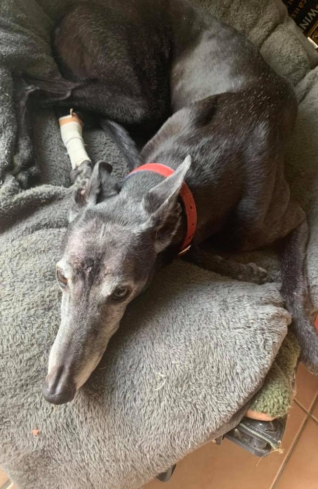 Minnie recovering at home after the shock attack. Picture: Facebook