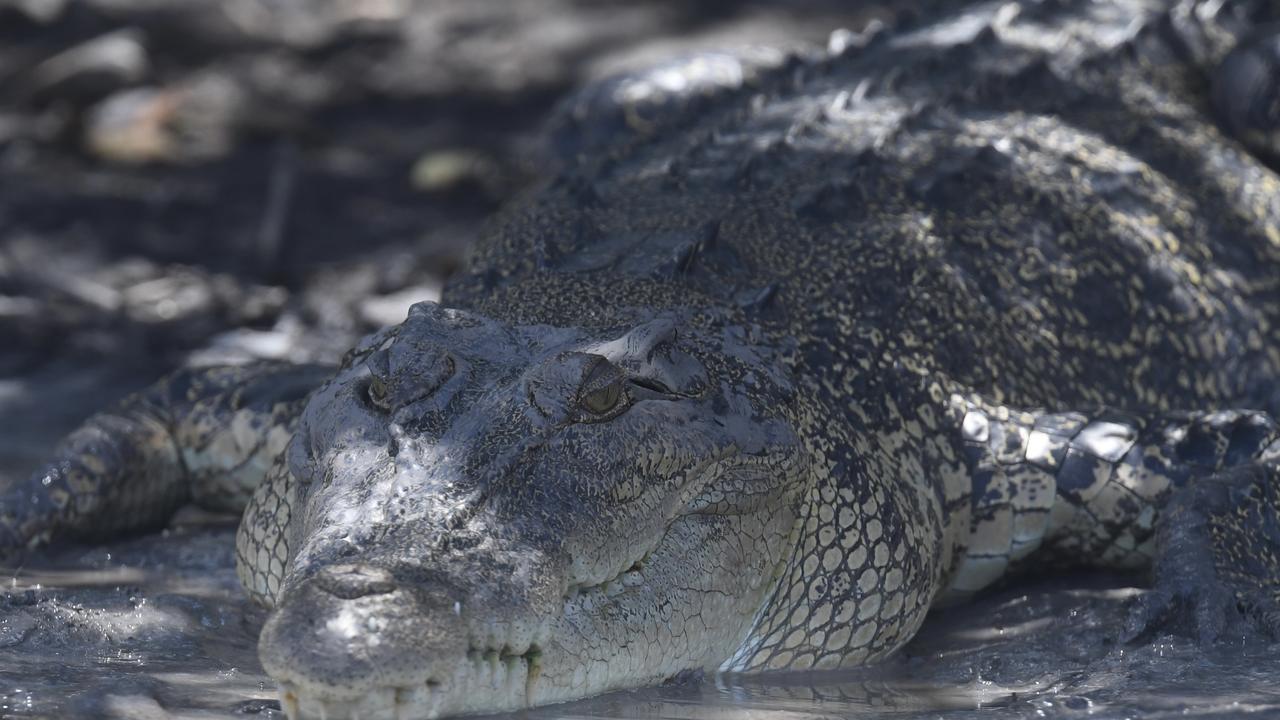 Saltwater crocodile lies on the banks of Mary River. Picture: Amanda Parkinson