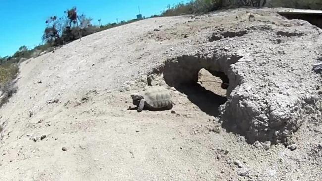 Weather-Predicting Tortoise Makes Latest-Ever Emergence From Den in Nevada Desert