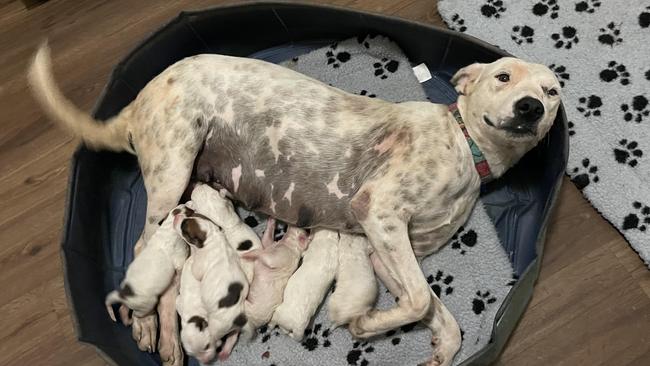 Paula McKinlay rescued this Bull Arab bitch who was in a flooded home with seven puppies and kitten in Burketown after residents had to evacuate as the floods surged across the Gulf community. Picture: Supplied