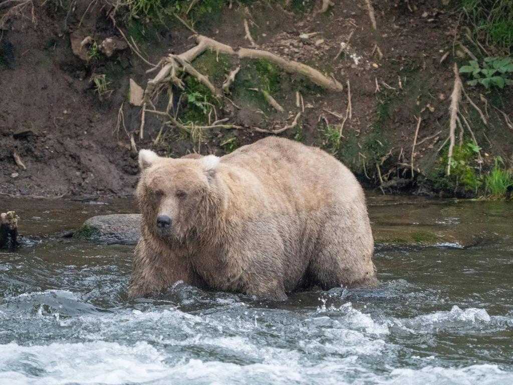 128 Grazer, a female brown bear, was declared the winner of Fat Bear Week 2023. Source: Supplied / Katmai National Park/Instagram