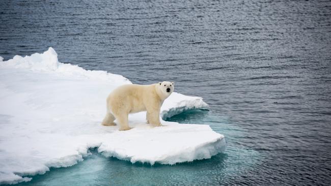 A Polar bear walking on sea ice in the Arctic.