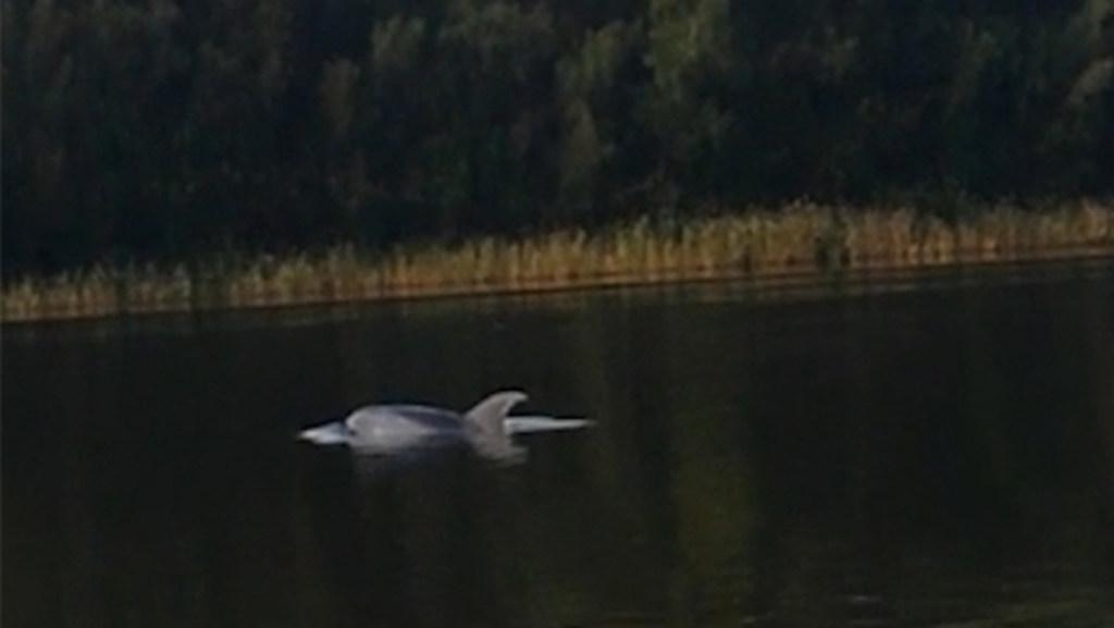 Dolphin in Chipping Norton Lake.