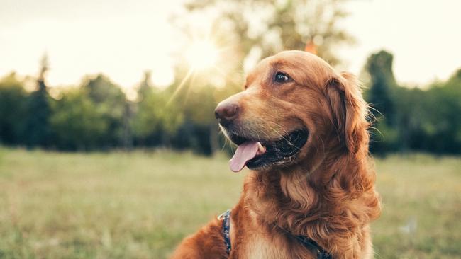 Opening our heart to animals and their unconditional love also means accepting heartbreak. Picture: iStock