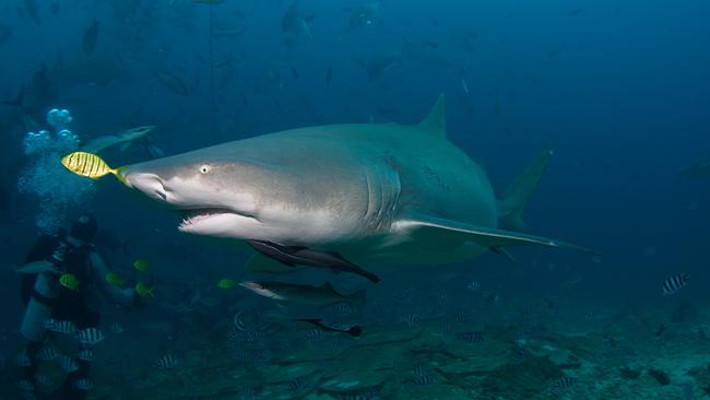 Beqa Lagoon in Fiji attracts an array of shark species.