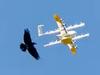 A PIONEERING drone delivery programme in Australia's capital has been suspended after coming under attack by ravens., Picture: Benjamin Anthony Roberts via Storyful