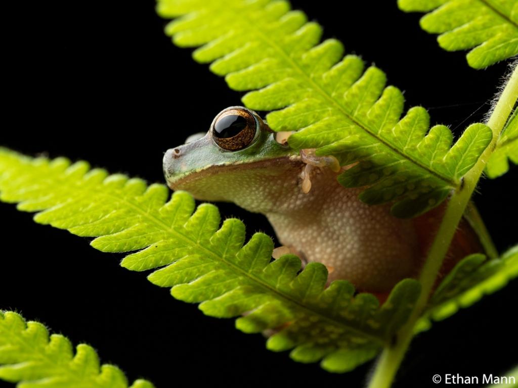Portfolio prize winner: Cascade tree frog, Sunshine Coast, Queensland. Picture: Ethan Mann/2020 Australian Geographic Nature Photographer of the Year Awards