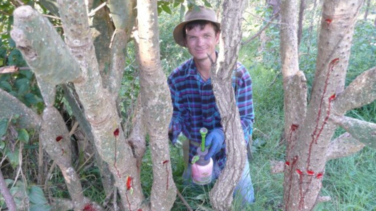 WORKING HARD: Using a squeeze bottle to poison the prickly pear weed is Peter Hayes.